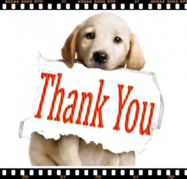 A video Thank You from WAG - Walton Animal Guild
